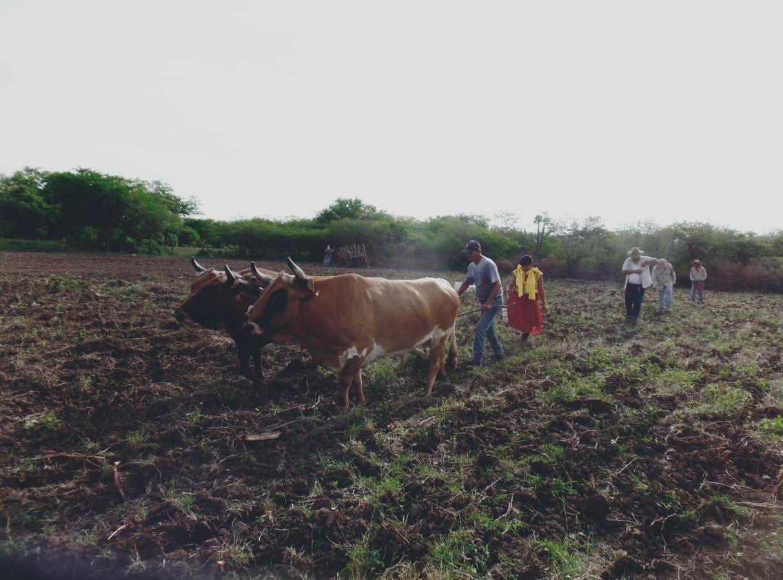 Centro Bibaani Escuela Campesina Agroecológica Guidxi Layú Reporte