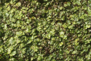 a photograph of a green moss or lichen with a wet, leaf-like surface