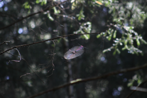 a photograph of a spider web high up in a tree, reflecting light with a spectrum of colours