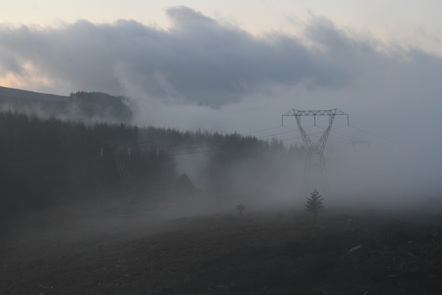 a photograph of a misty forest with electricity pylons barely visible
