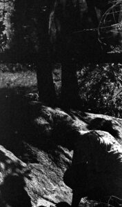 Shadow figure on rock with trees beyond