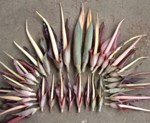shevla harvest