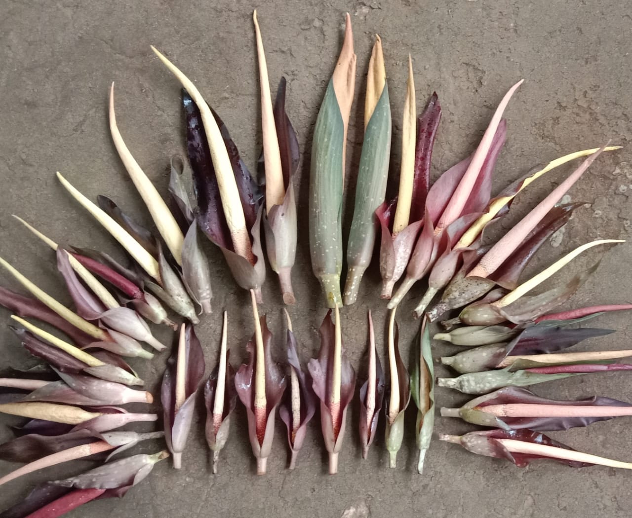 shevla harvest